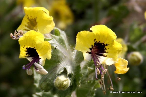 Flowers in Israel